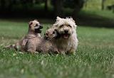 CAIRN TERRIER 407
